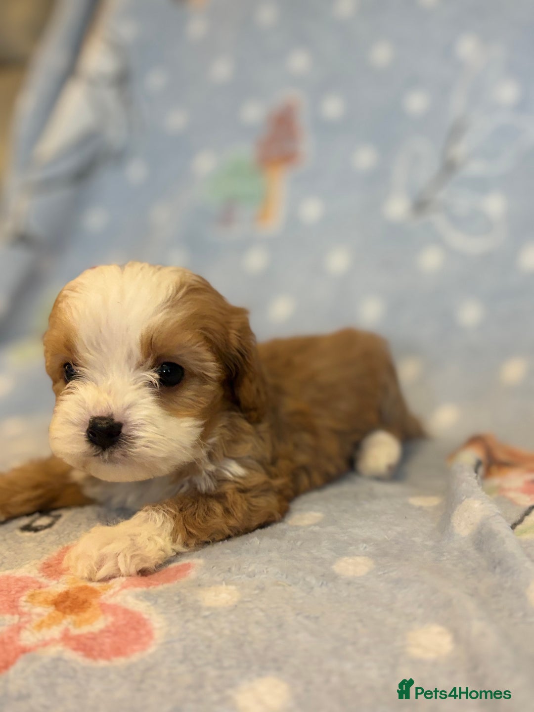 Cavapoo dogs for sale: Beautiful cavapoo pups from family home  - Advert 23