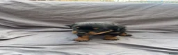 Rottweiler dogs for sale: Rottweiler pups - Advert 20
