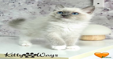 Ragdoll cats - Advert 7