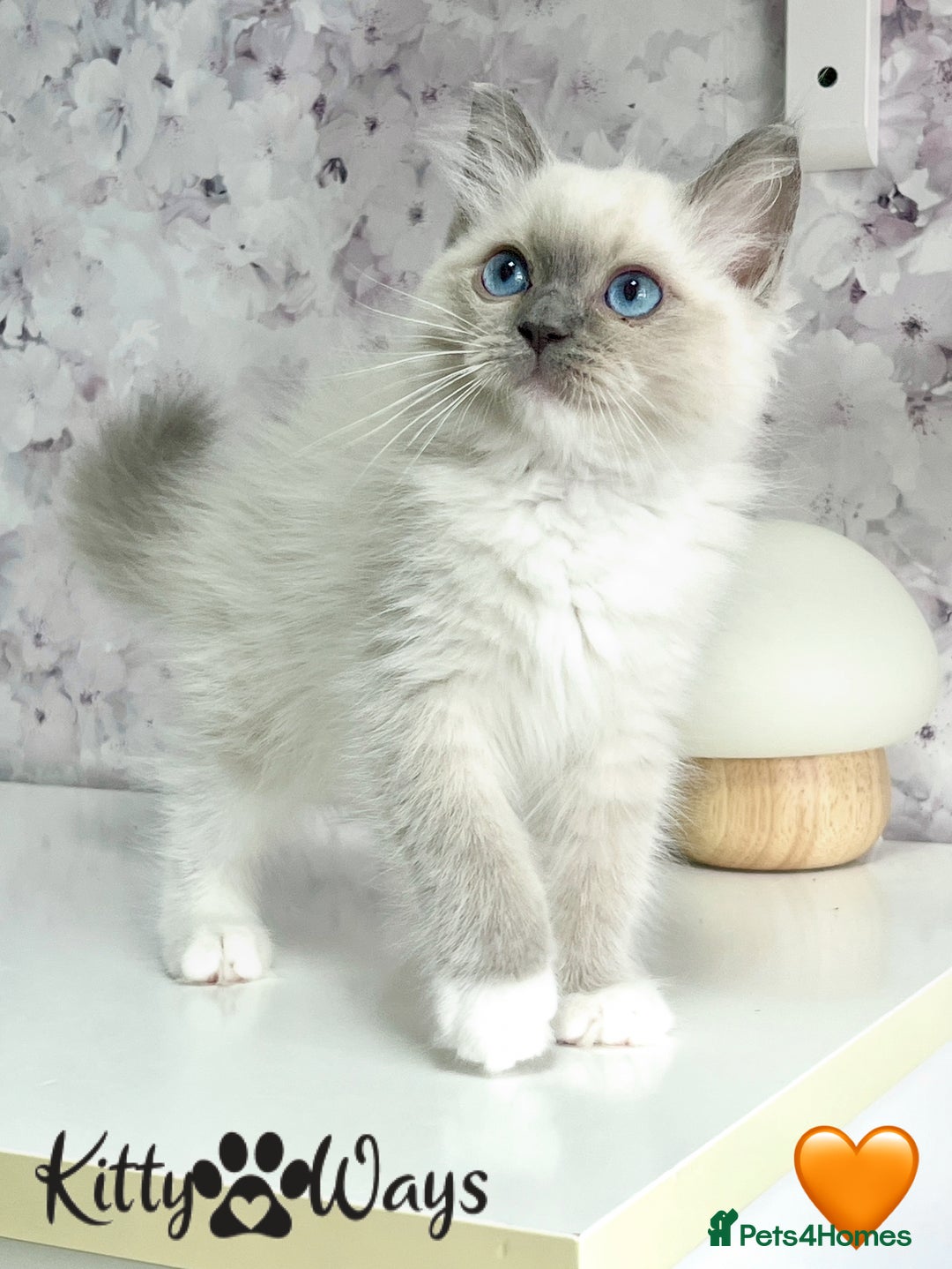 Ragdoll cats for sale: 🐾🩷*TICA REG* EU RAGDOLL KITTENS🌟 DNA CLEAR 🩵🐾 - Image 3