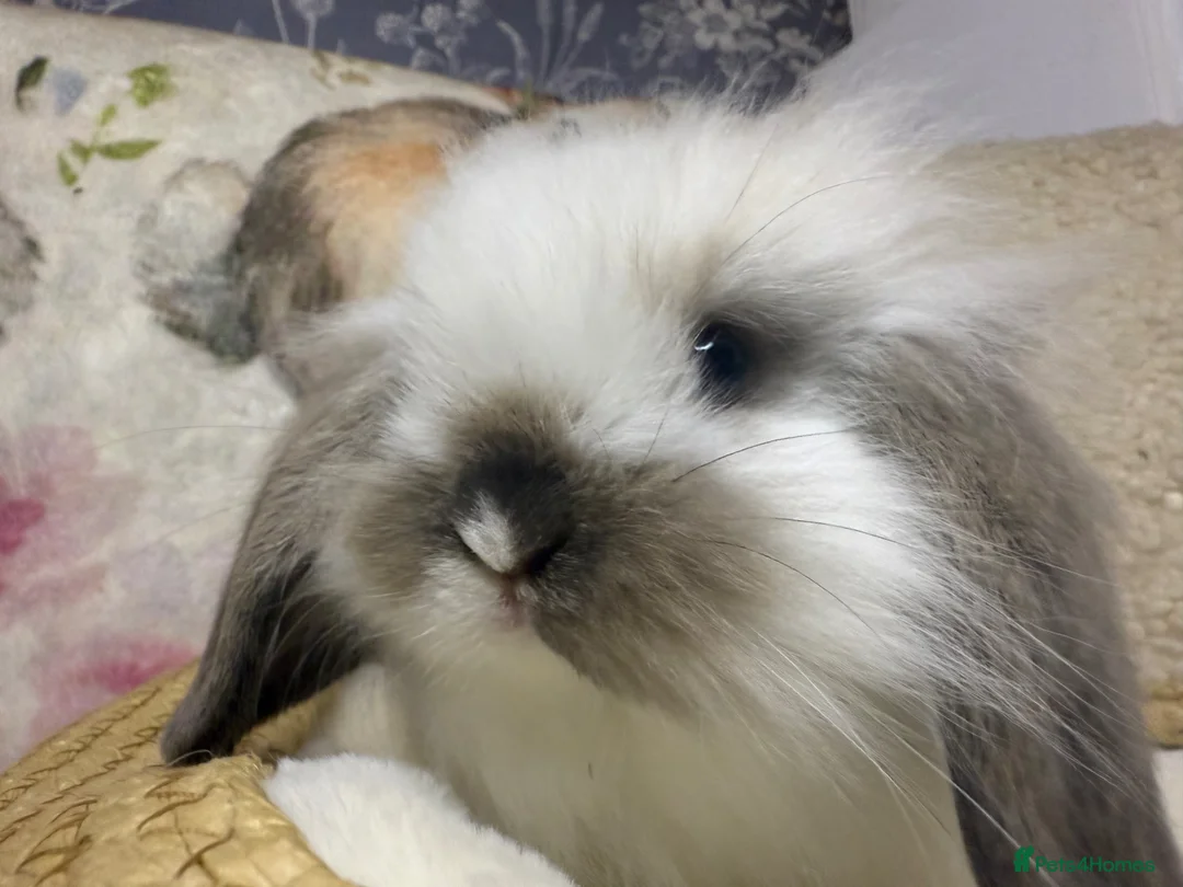 Mini Lion Lop rabbits for sale: Indoor Mini lion lop & mini lops available  in Neston - Advert 1