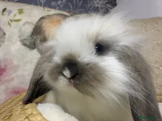 Mini Lion Lop rabbits Indoor Mini lion lop & mini lops available - Advert 14