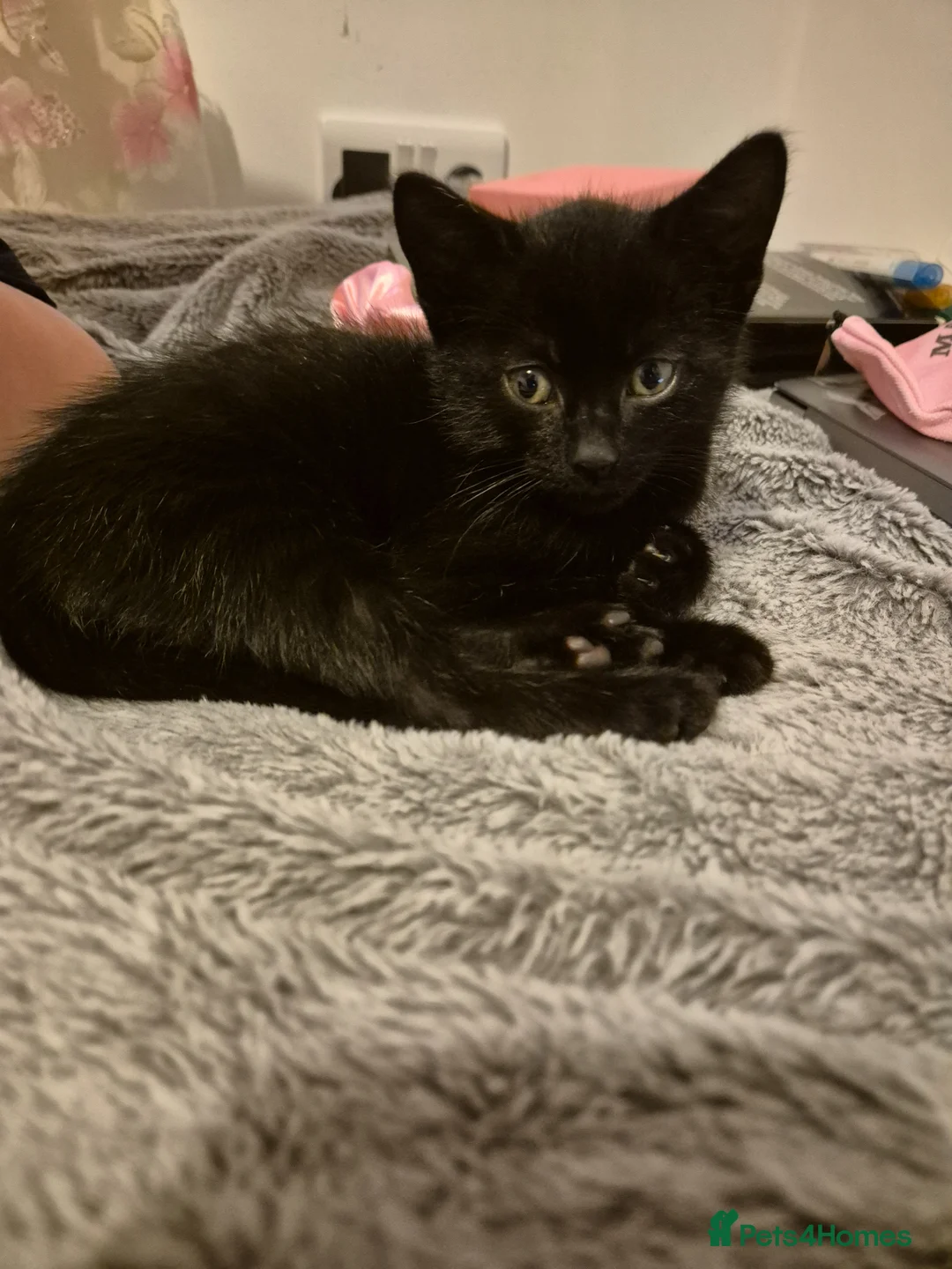 Mixed Breed cats for sale: Ready for new homes now  - Advert 14
