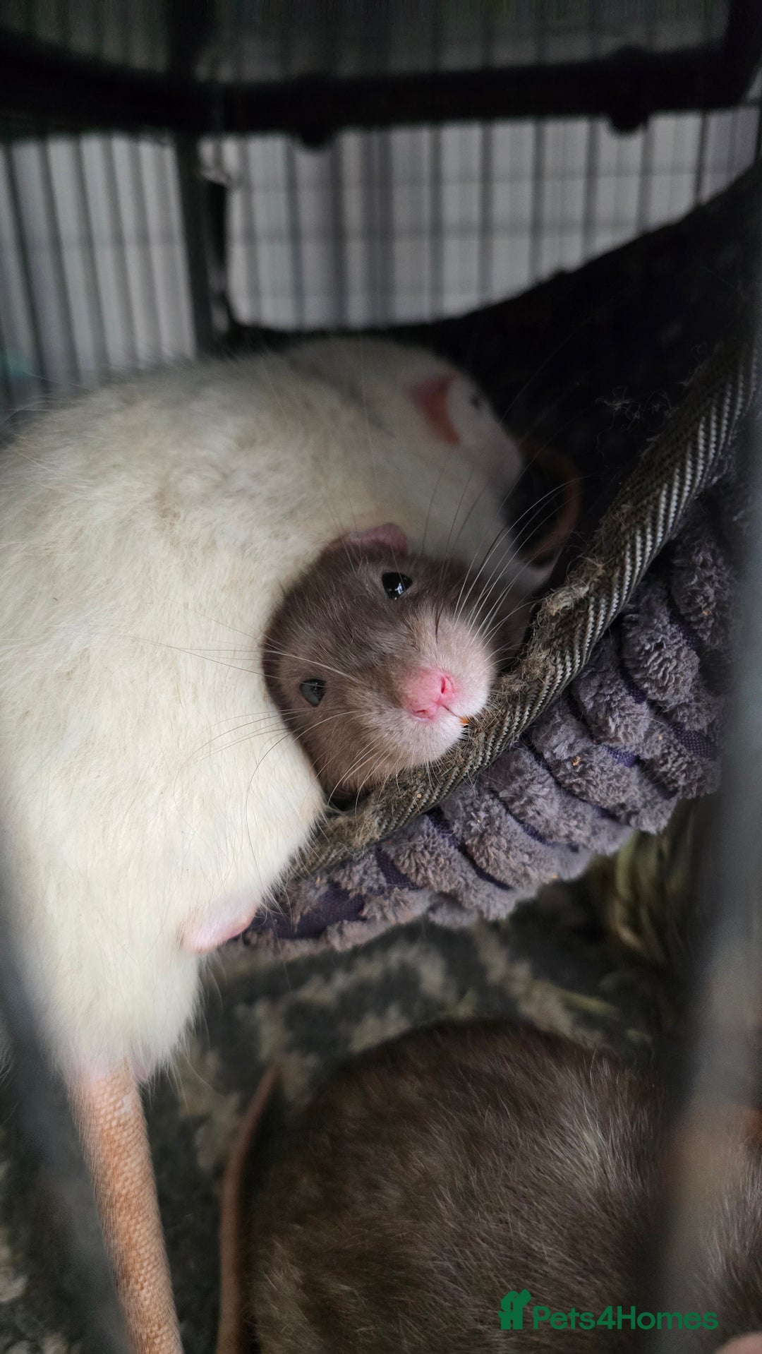Rat rodents for sale: 4 male rats rehome ( can go with cage) - Image 2