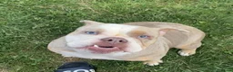 Olde English Bulldogge dogs for sale: Beautiful Lilac Tri Merle Olde English Bulldog  in Horsham - Advert 2