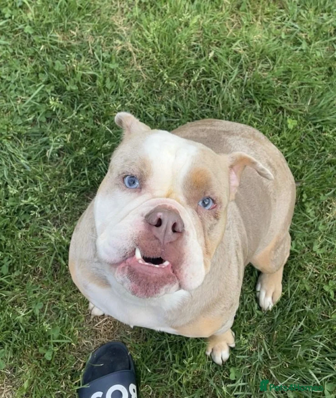 Olde English Bulldogge dogs for sale: Beautiful Lilac Tri Merle Olde English Bulldog  in Horsham - Advert 2