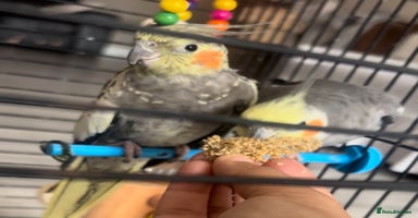 Cockatiels birds - Advert 6