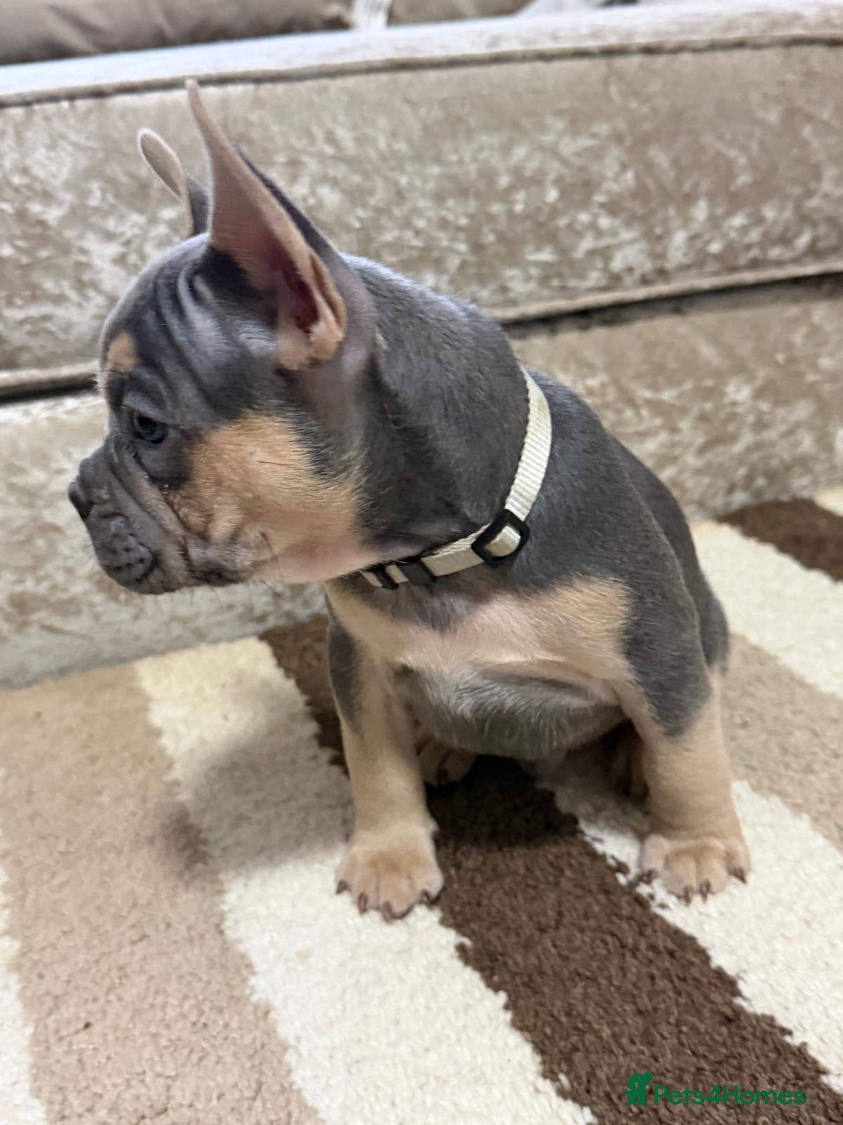 French Bulldog dogs 🌟 Ready Now! Top Quality French Bulldog Puppies  - Advert 2