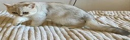 British Shorthair cats for sale: British Shorthair Silver Kitten- female  - Advert 5