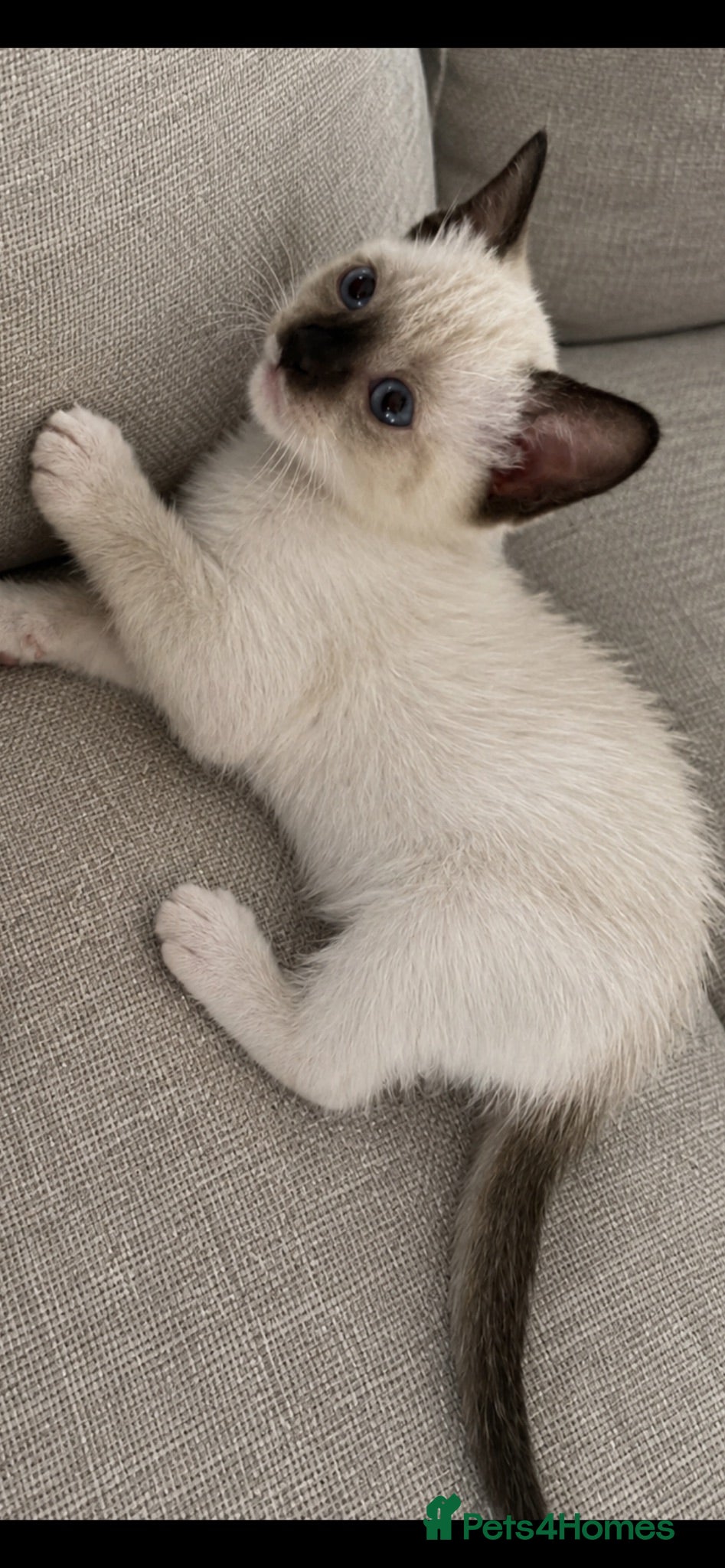 Ragdoll cats Colour point female available 💓  - Advert 1
