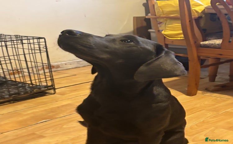 Labrador Retriever dogs - Advert 4