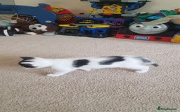 Mixed Breed cats for sale: 5 baby kittens for sale  in Renfrew - Image 11
