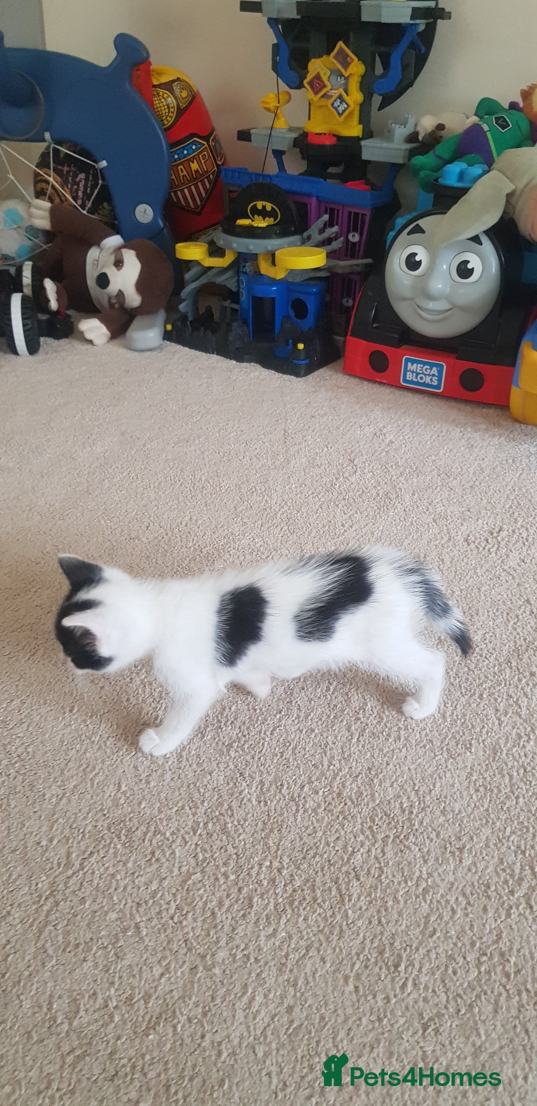 Mixed Breed cats for sale: 5 baby kittens for sale  in Renfrew - Image 11