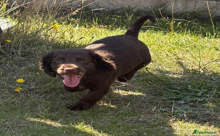 Cocker Spaniel dogs - Advert 5