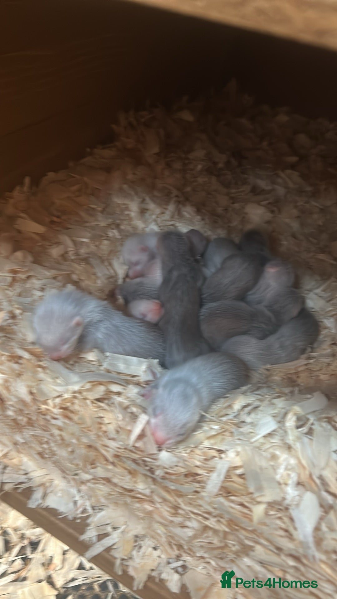 Ferret rodents Ferret kits for sale - Advert 1