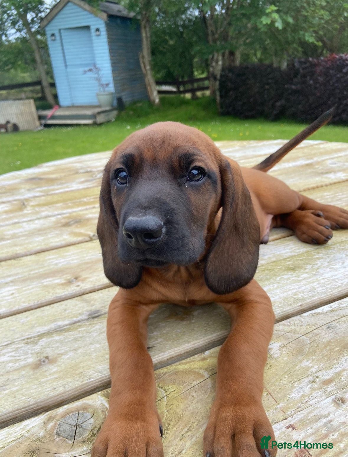 Bavarian Mountain Hound dogs Bavarian Mountain Hound Pups - Advert 17