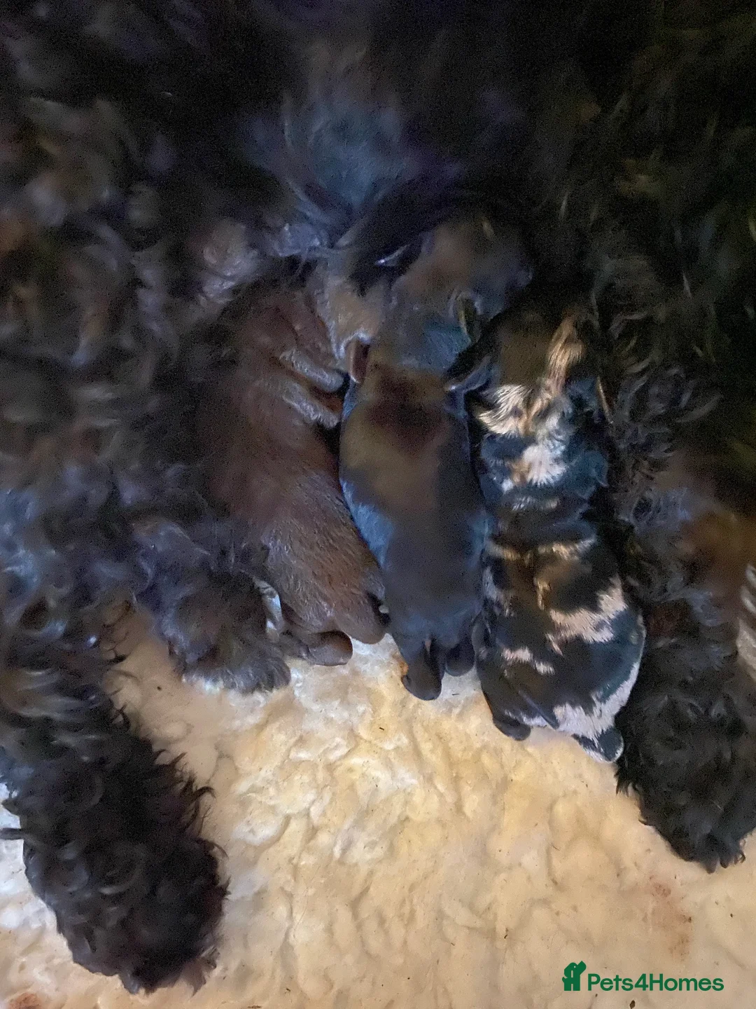 Poodle dogs for stud: Miniature rare chocolate merle health tested stud in Maesteg - Advert 8
