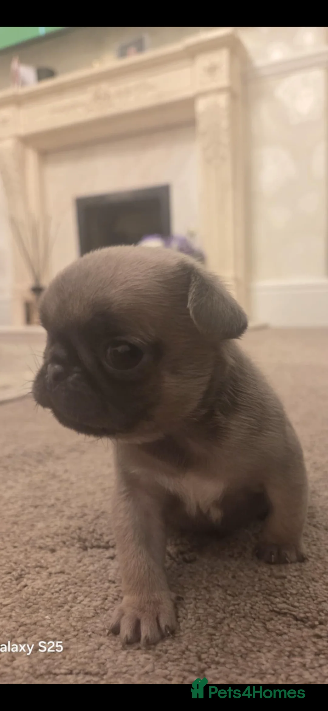 Pug dogs for sale: Pugs for sale kc registered  - Advert 5