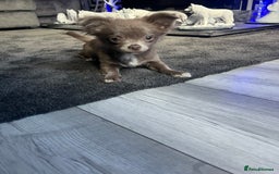 Chihuahua dogs for sale: Blue/lilac long haired chihuahua boy  - Image 1