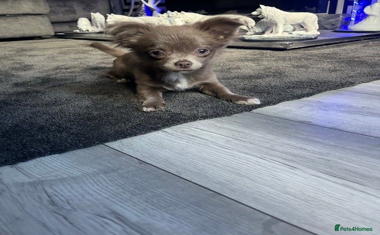 Chihuahua dogs - Advert 1
