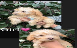 Cavapoo dogs for sale: Stunning cavapoo f1b puppies ready for new homes❤️ - Image 3