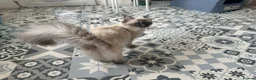 Ragdoll cats for sale: Stunning ragdoll  - Advert 2