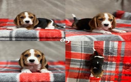 Beagle dogs for sale: SUPER CHUNKY KC SHOW BEAGLE PUPPIES - Image 28