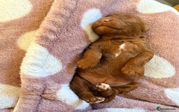 Miniature Poodle dogs for sale: Kc reg mini poodle 5 generation pedigree - Advert 15