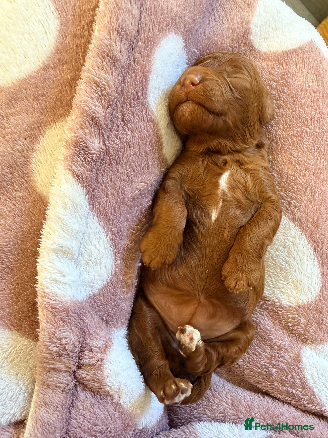 Miniature Poodle dogs for sale: Kc reg mini poodle 5 generation pedigree - Advert 15