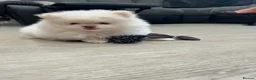 Pomeranian dogs for sale: Tiny Teddy Pomeranian Puppies for sale  - Advert 20