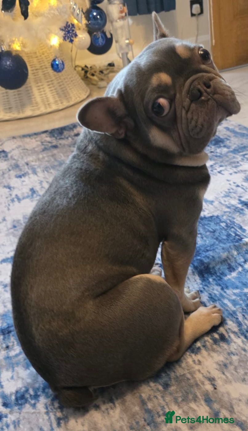 French Bulldog dogs Kc reg female  - Advert 1