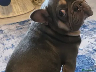 French Bulldog dogs Kc reg female - Advert 1