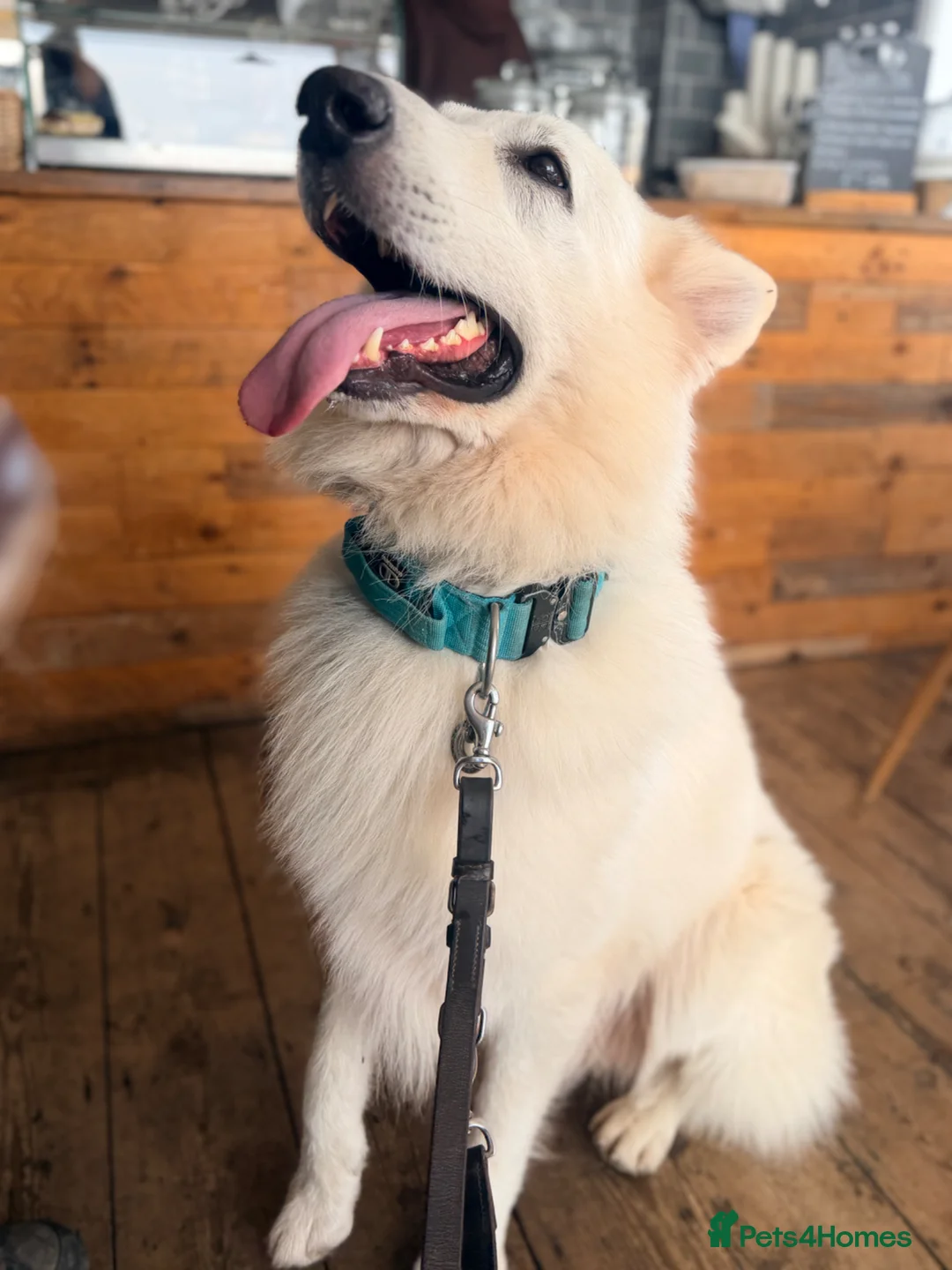 White Swiss Shepherd dogs for sale: Stunning WSS pups looking for homes  in Bognor Regis - Advert 15