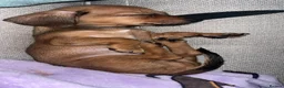 Chiweenie dogs for sale: Puppy for sale  - Advert 4