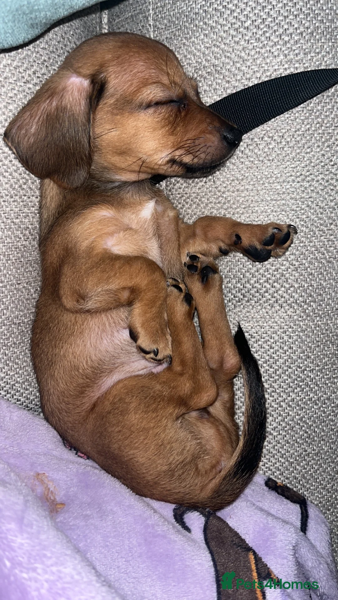 Chiweenie dogs for sale: Puppy for sale  - Advert 4