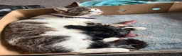 Mixed Breed cats for sale: 2 gorgeous kittens left - Advert 2