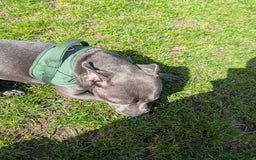 Staffordshire Bull Terrier dogs for sale: Blue female staff for sale  - Image 17