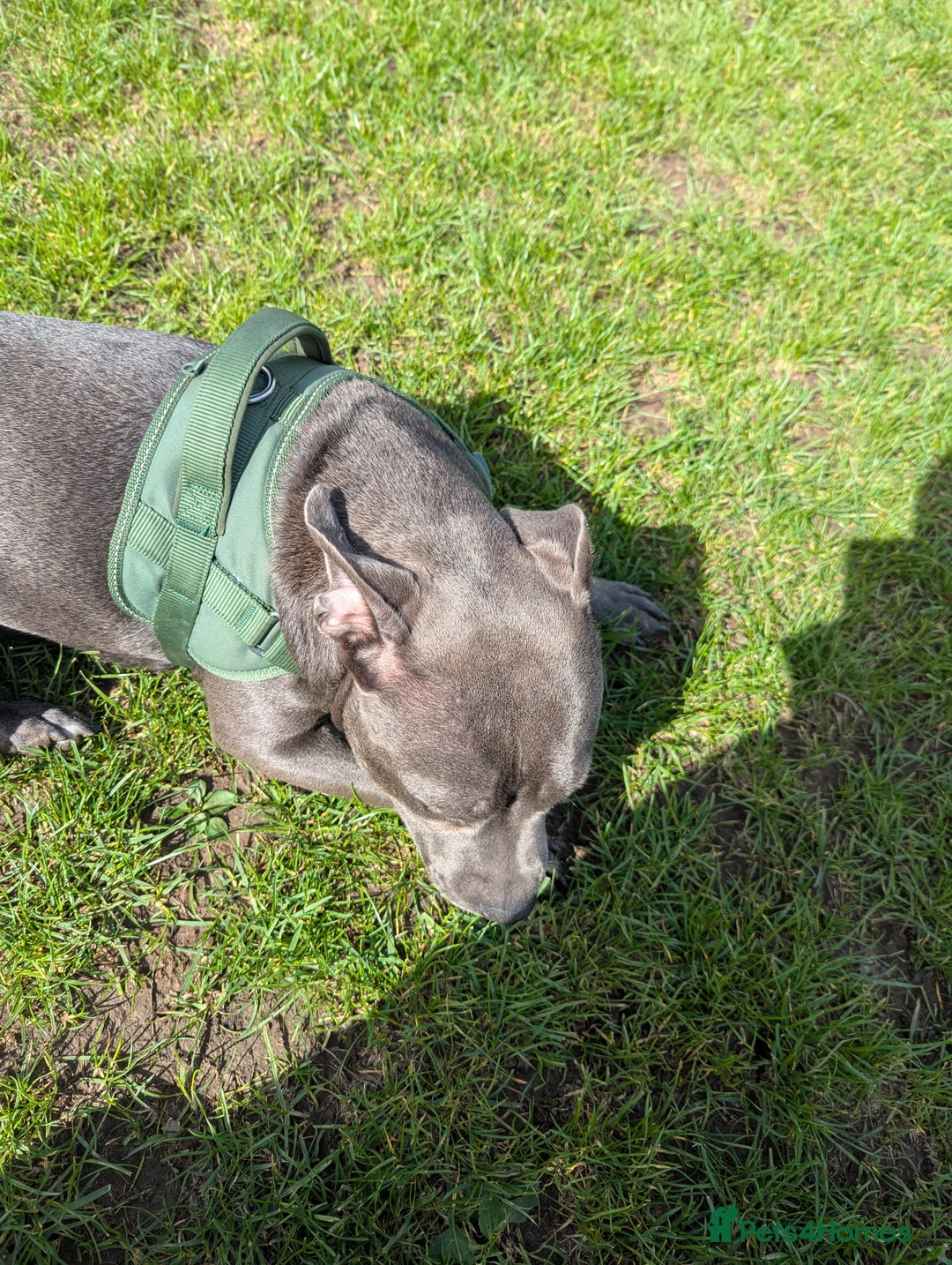 Staffordshire Bull Terrier dogs for sale: Blue female staff for sale  - Image 17