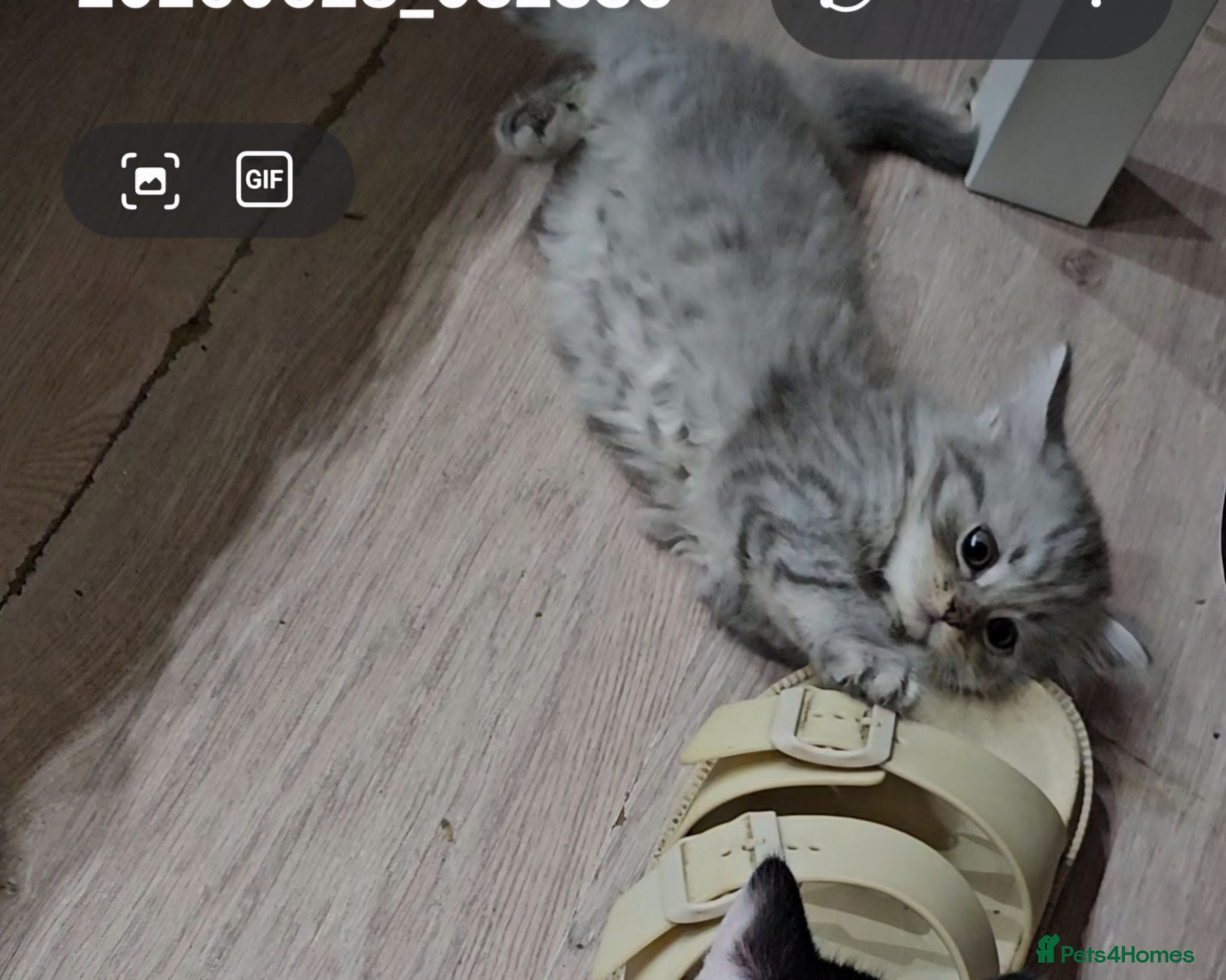 Persian cats 🐱 last kitten, Stunning Persian Kittens – Ready! - Advert 16