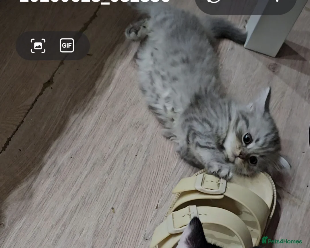 Persian cats for sale: 🐱 last kitten, heart melting Persian Kitten - Advert 1