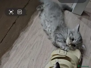 Persian cats 🐱 last kitten, heart melting Persian Kitten - Advert 1