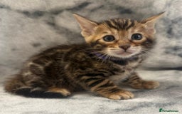 Bengal cats for sale: 🏡Gorgeous Bengal Kittens–Ready for Reservation 🐾 - Image 6