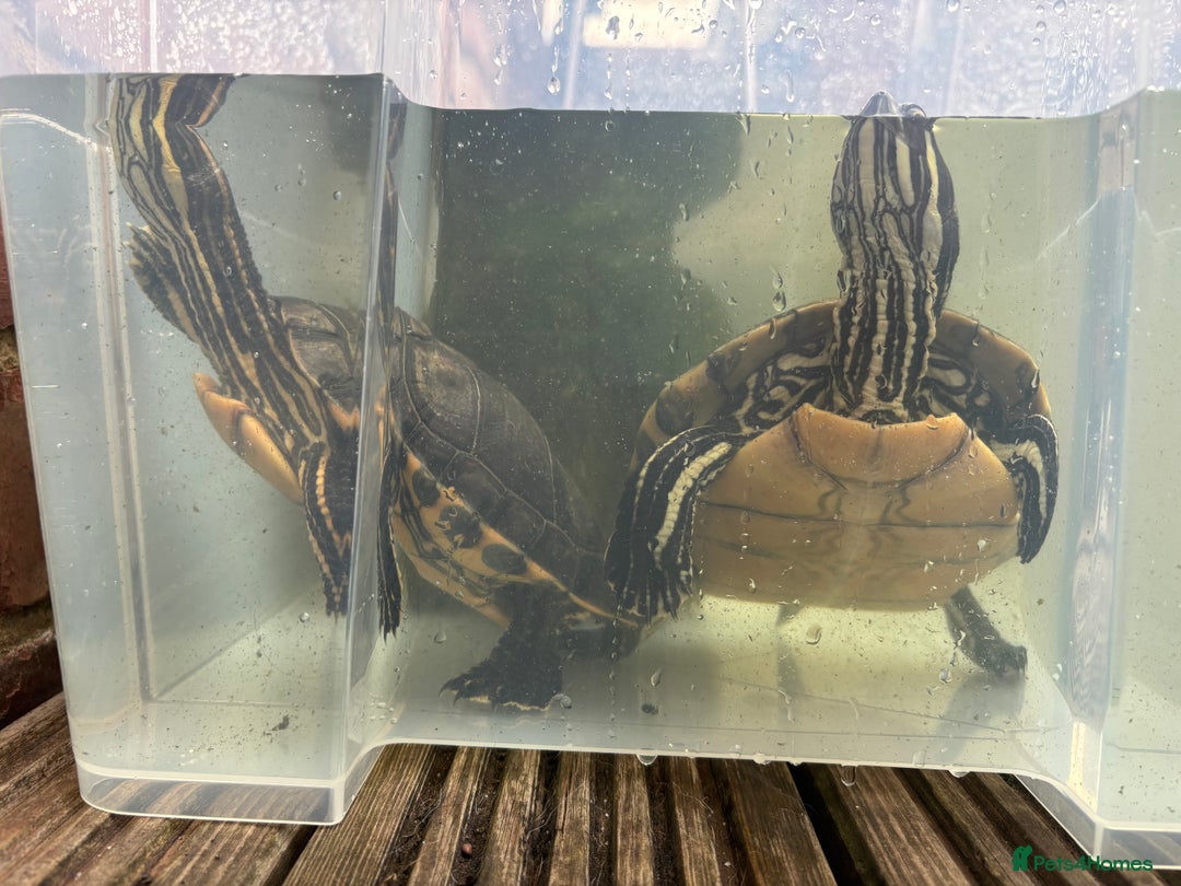 Terrapin reptiles for sale: Terrapins - Image 7