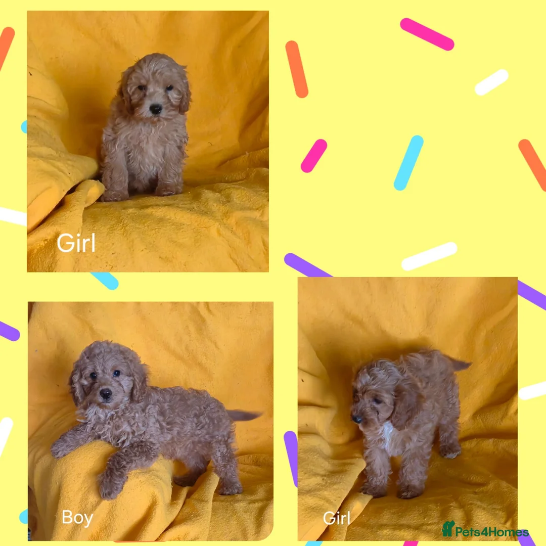 Cavapoo dogs for sale: Beautiful Cavapoo Puppies  - Advert 6