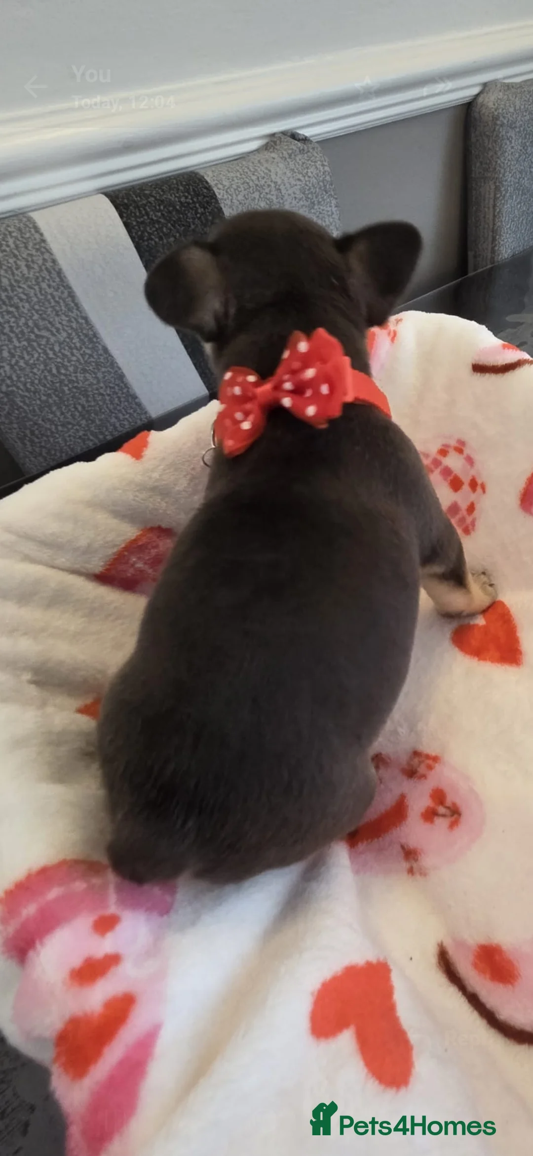 French Bulldog dogs for sale: Beautiful Frenchie puppies - Advert 24