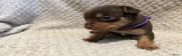 Jack Russell dogs for sale: Stunning Litter of Chocolate Jack Russell Puppies. - Advert 8