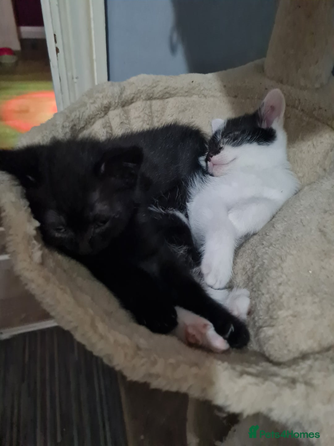 Brazilian Shorthair cats for sale: British shorthair Cross kittens - Image 10