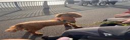 Goldendoodle dogs for sale: Toastie in Liverpool - Advert 3