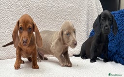 Miniature Dachshund dogs for sale: READY NOW  MINI DAXIS RAINBOW COLOURS PRA KC REG - Image 2