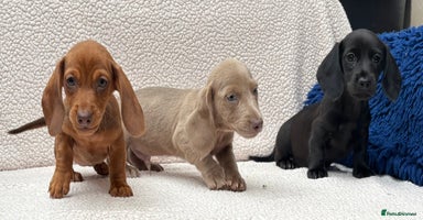 Miniature Dachshund dogs - Advert 1